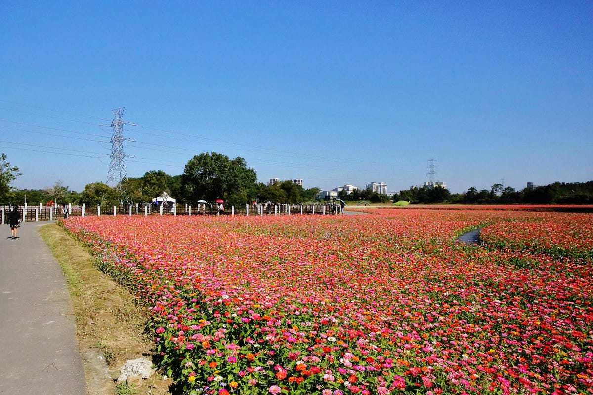 【2018桃園花彩節】楊梅+龍潭尋花趣〜2018IG打卡、情侶約會新景點！浪漫紫色仙草花海，不用出國免費讓你拍個夠！