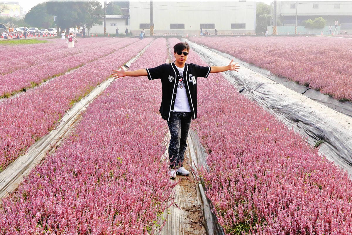 【2018桃園花彩節】楊梅+龍潭尋花趣〜2018IG打卡、情侶約會新景點！浪漫紫色仙草花海，不用出國免費讓你拍個夠！