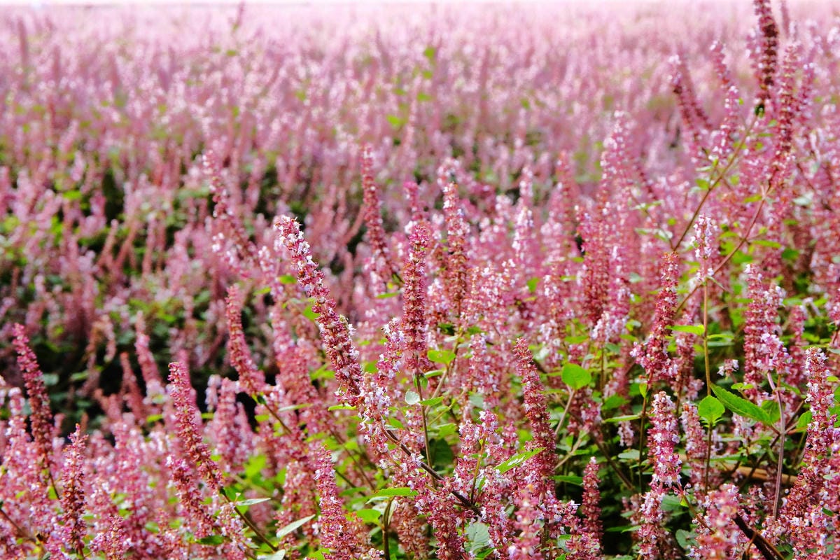 【2018桃園花彩節】楊梅+龍潭尋花趣〜2018IG打卡、情侶約會新景點！浪漫紫色仙草花海，不用出國免費讓你拍個夠！