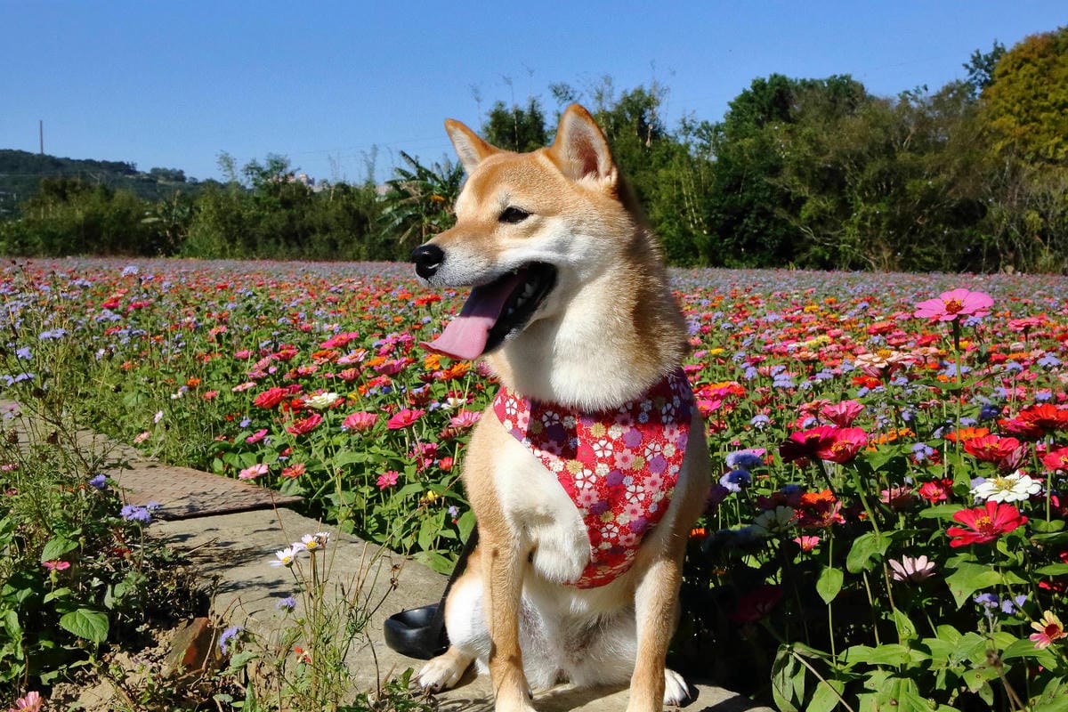 【2018桃園花彩節】楊梅+龍潭尋花趣〜2018IG打卡、情侶約會新景點！浪漫紫色仙草花海，不用出國免費讓你拍個夠！