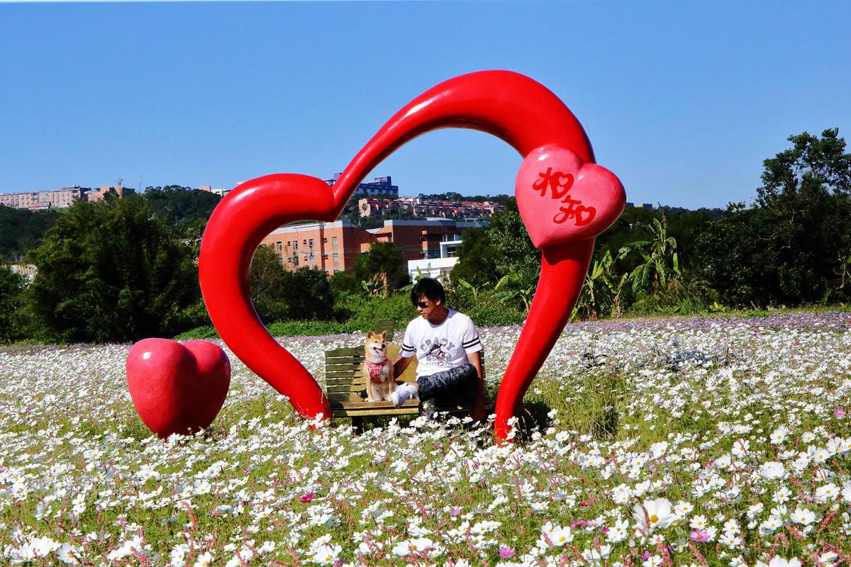 【2018桃園花彩節】楊梅+龍潭尋花趣〜2018IG打卡、情侶約會新景點！浪漫紫色仙草花海，不用出國免費讓你拍個夠！