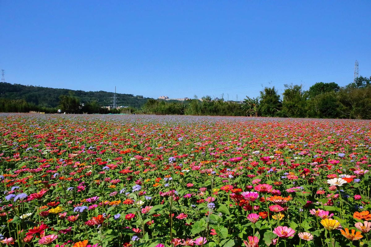 【2018桃園花彩節】楊梅+龍潭尋花趣〜2018IG打卡、情侶約會新景點！浪漫紫色仙草花海，不用出國免費讓你拍個夠！
