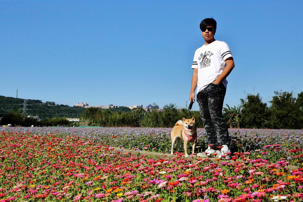 【2018桃園花彩節】楊梅+龍潭尋花趣〜2018IG打卡、情侶約會新景點！浪漫紫色仙草花海，不用出國免費讓你拍個夠！