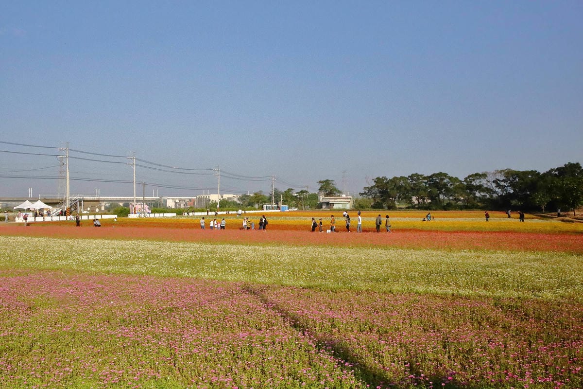 【2018桃園花彩節】楊梅+龍潭尋花趣〜2018IG打卡、情侶約會新景點！浪漫紫色仙草花海，不用出國免費讓你拍個夠！