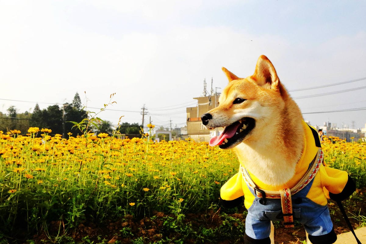 【2018桃園花彩節】楊梅+龍潭尋花趣〜2018IG打卡、情侶約會新景點！浪漫紫色仙草花海，不用出國免費讓你拍個夠！