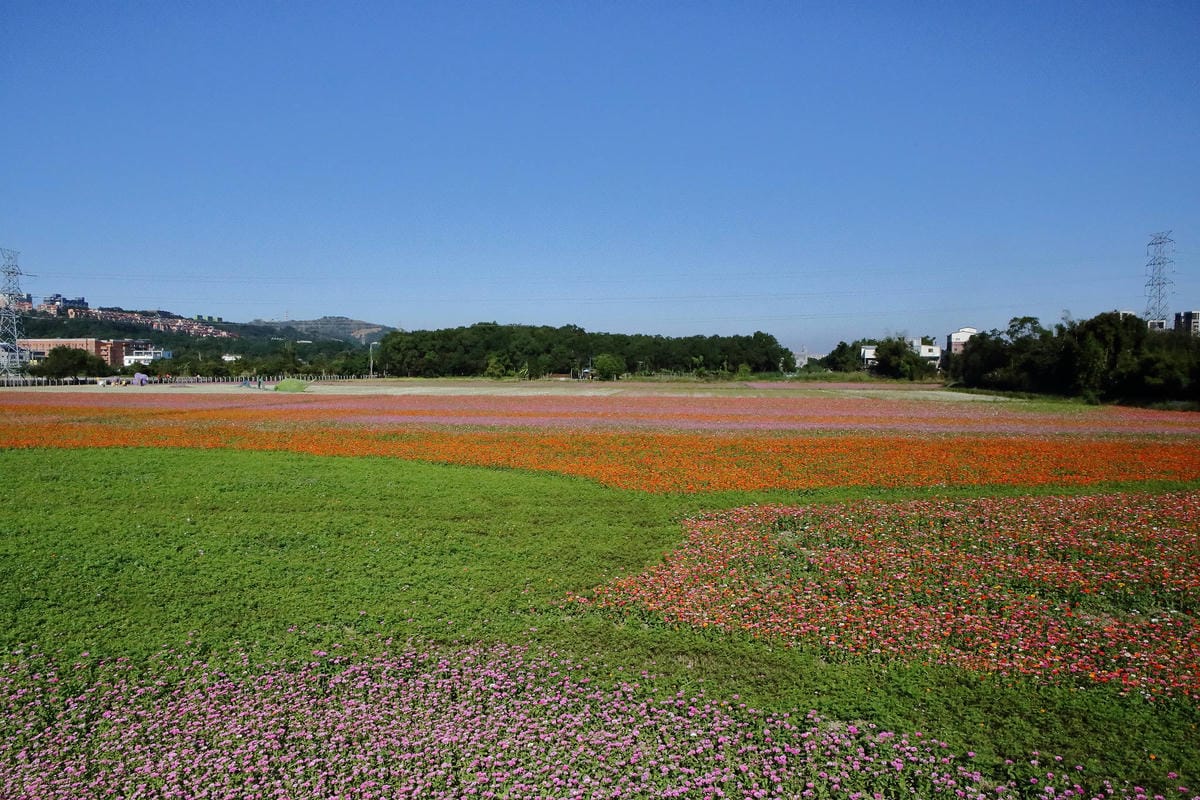 【2018桃園花彩節】楊梅+龍潭尋花趣〜2018IG打卡、情侶約會新景點！浪漫紫色仙草花海，不用出國免費讓你拍個夠！