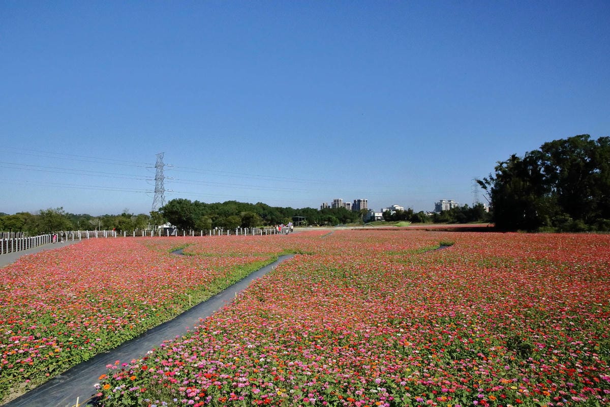【2018桃園花彩節】楊梅+龍潭尋花趣〜2018IG打卡、情侶約會新景點！浪漫紫色仙草花海，不用出國免費讓你拍個夠！
