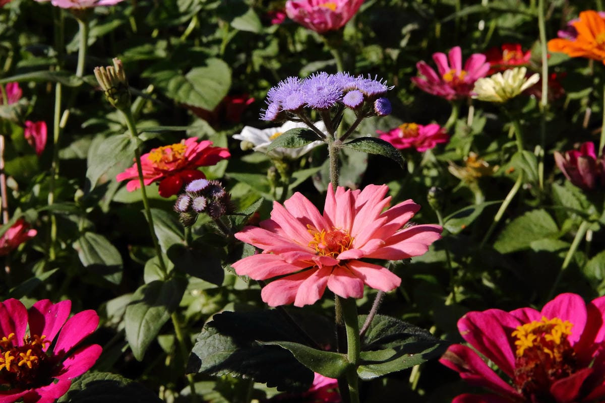 【2018桃園花彩節】楊梅+龍潭尋花趣〜2018IG打卡、情侶約會新景點！浪漫紫色仙草花海，不用出國免費讓你拍個夠！