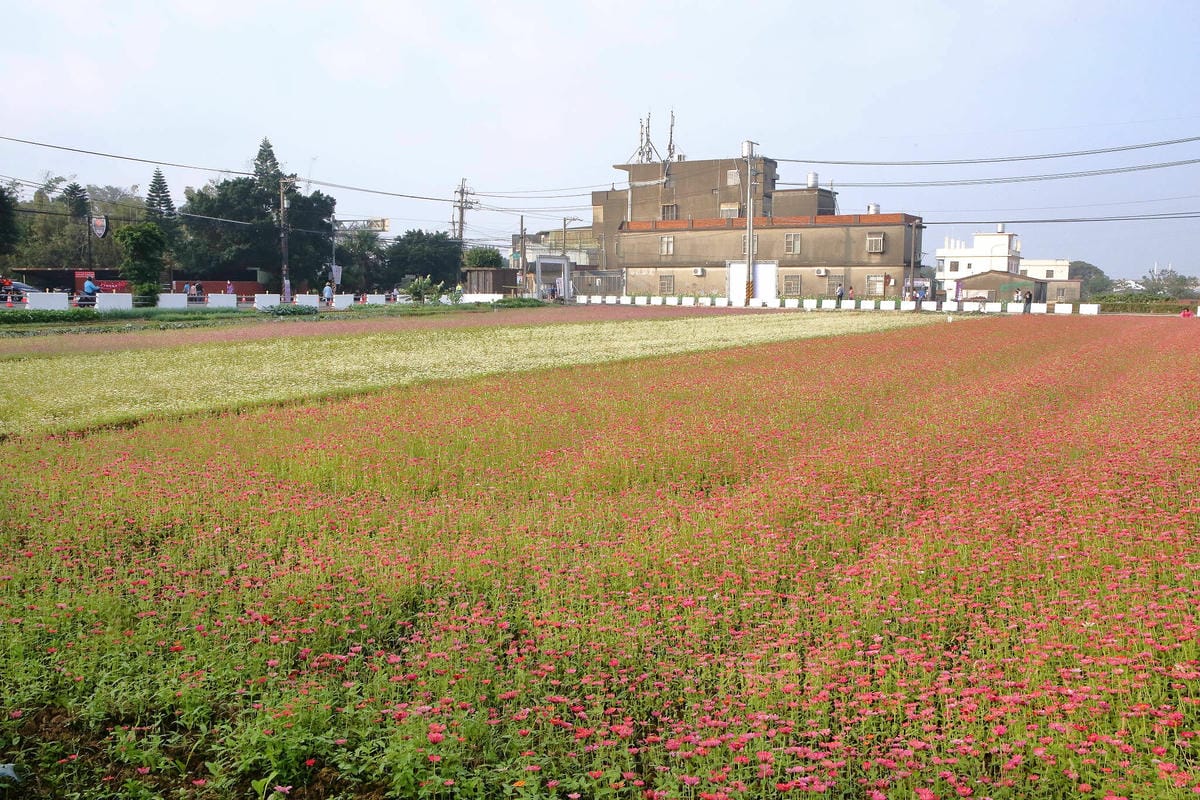 【2018桃園花彩節】楊梅+龍潭尋花趣〜2018IG打卡、情侶約會新景點！浪漫紫色仙草花海，不用出國免費讓你拍個夠！