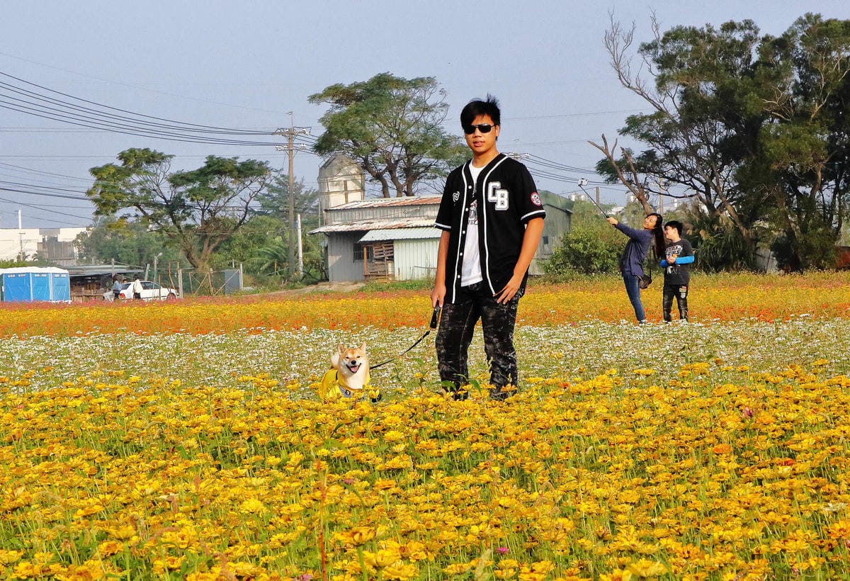 【2018桃園花彩節】楊梅+龍潭尋花趣〜2018IG打卡、情侶約會新景點！浪漫紫色仙草花海，不用出國免費讓你拍個夠！