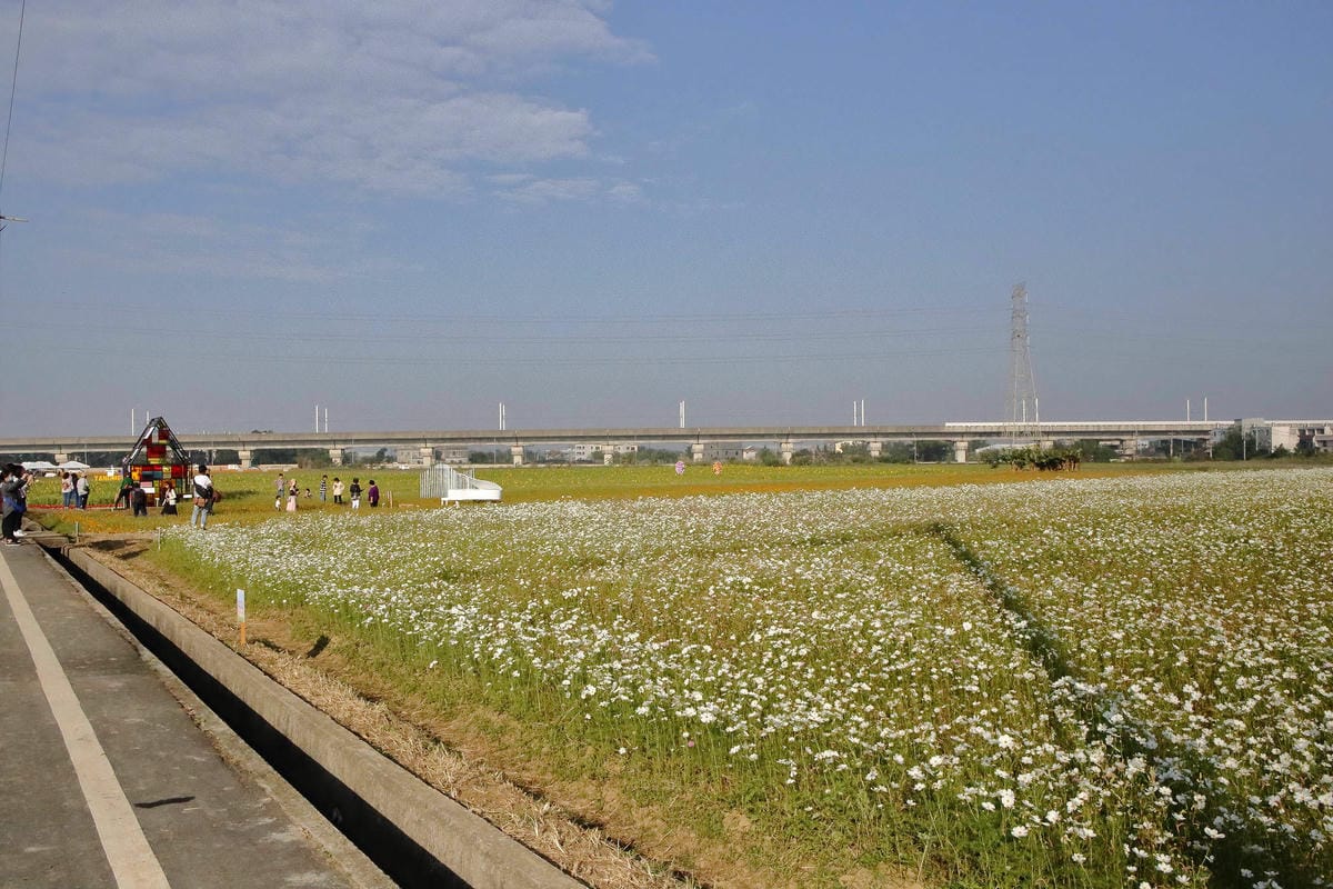【2018桃園花彩節】楊梅+龍潭尋花趣〜2018IG打卡、情侶約會新景點！浪漫紫色仙草花海，不用出國免費讓你拍個夠！