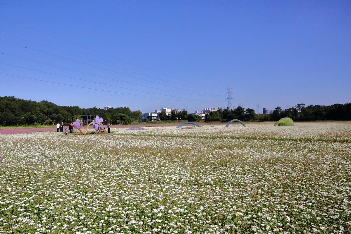 【2018桃園花彩節】楊梅+龍潭尋花趣〜2018IG打卡、情侶約會新景點！浪漫紫色仙草花海，不用出國免費讓你拍個夠！
