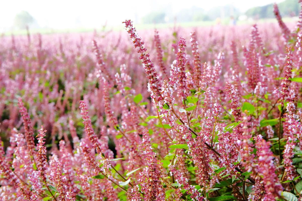 【2018桃園花彩節】楊梅+龍潭尋花趣〜2018IG打卡、情侶約會新景點！浪漫紫色仙草花海，不用出國免費讓你拍個夠！