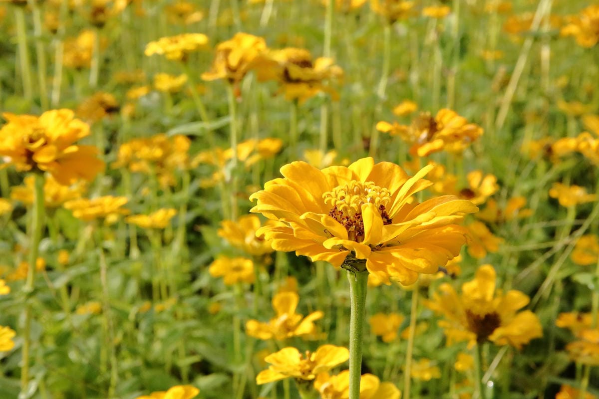 【2018桃園花彩節】楊梅+龍潭尋花趣〜2018IG打卡、情侶約會新景點！浪漫紫色仙草花海，不用出國免費讓你拍個夠！