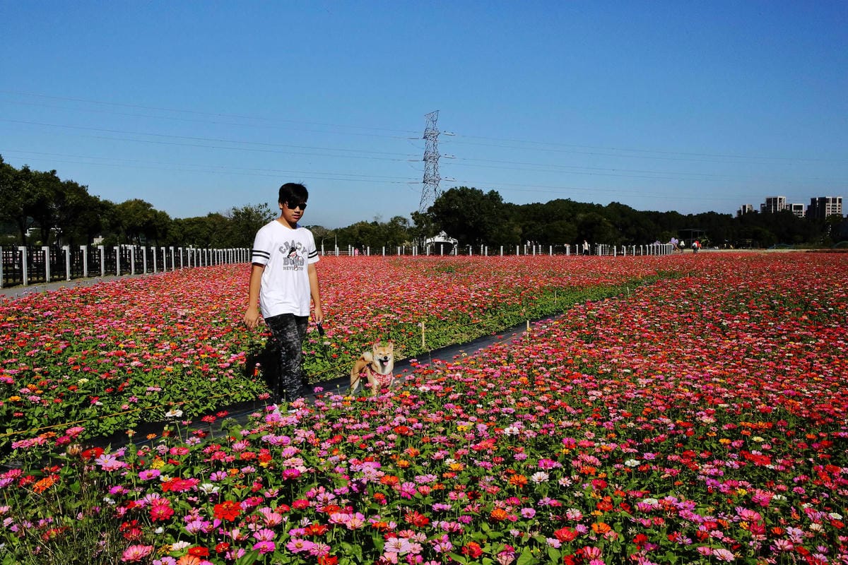 【2018桃園花彩節】楊梅+龍潭尋花趣〜2018IG打卡、情侶約會新景點！浪漫紫色仙草花海，不用出國免費讓你拍個夠！
