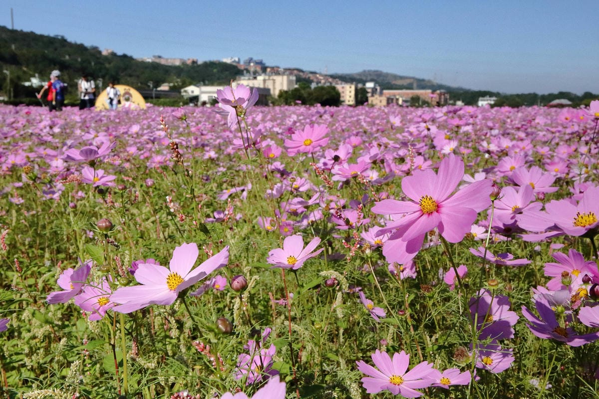 【2018桃園花彩節】楊梅+龍潭尋花趣〜2018IG打卡、情侶約會新景點！浪漫紫色仙草花海，不用出國免費讓你拍個夠！
