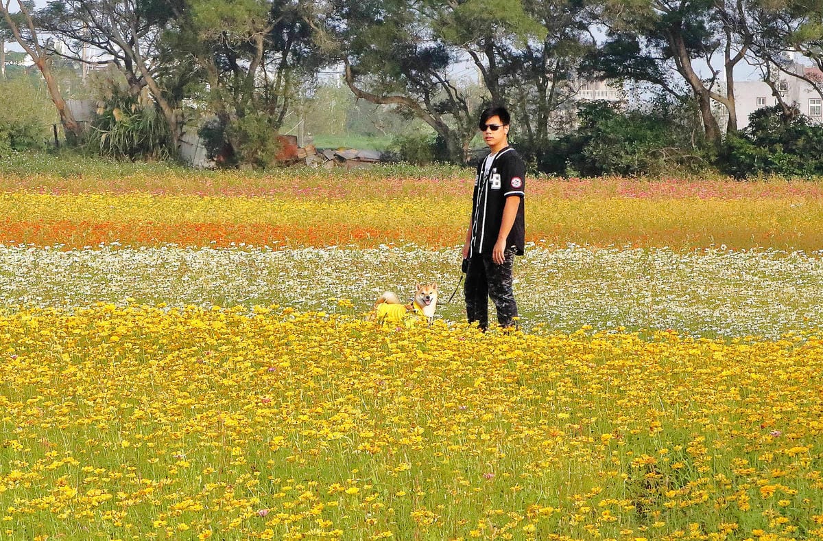 【2018桃園花彩節】楊梅+龍潭尋花趣〜2018IG打卡、情侶約會新景點！浪漫紫色仙草花海，不用出國免費讓你拍個夠！