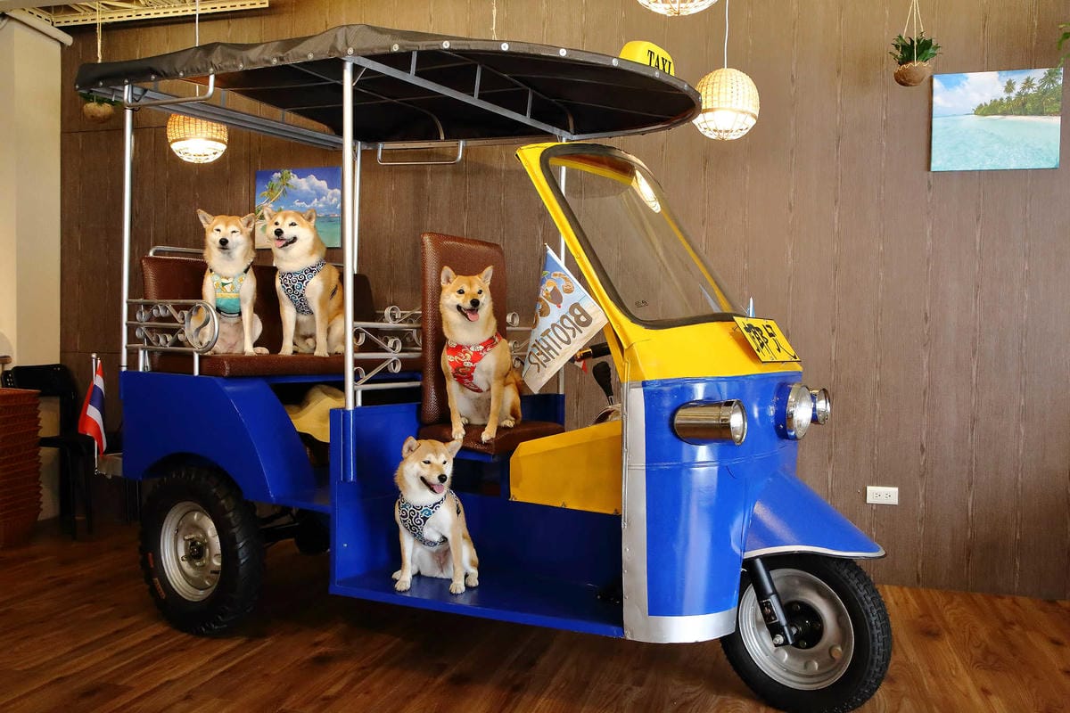 【食。台北】Coco Brother 椰兄-南京店〜新開幕！一秒飛到泰國！嘟嘟車美食之旅，泰酸泰辣泰好吃！（寵物友善餐聽）