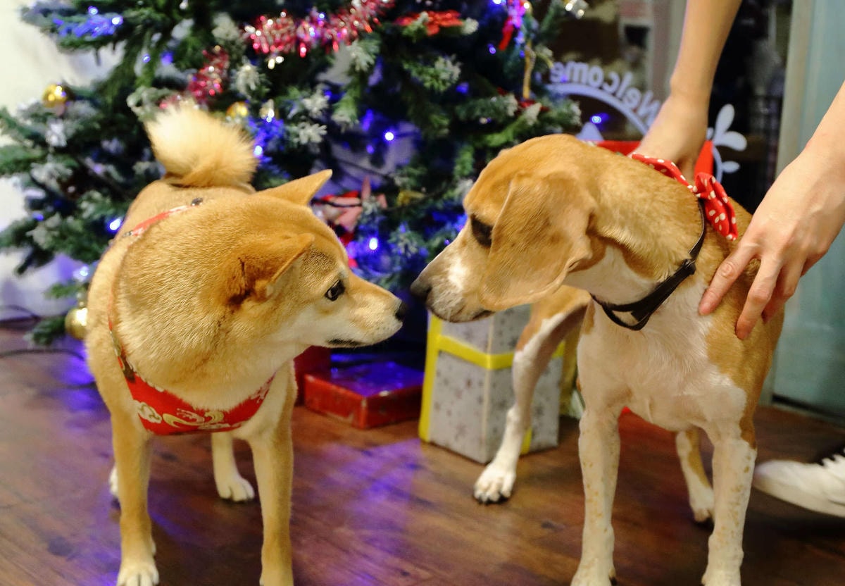 【食。新店】Livia’s kitchen – 薇甜〜碧潭旁手作甜點廚房,鄉村溫馨可愛風,讓人欲罷不能的法式千層派