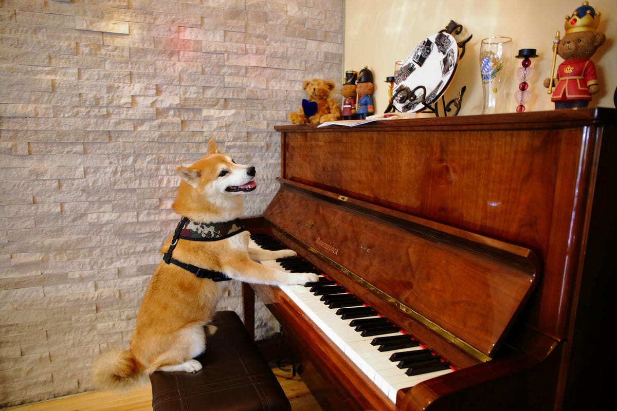 【食。台北】Style Steak 世代歐陸牛排西餐廳〜帶著你的寶貝毛小孩一起吃牛排大餐吧，台北可以帶寵物的西餐廳，還有提供寵物餐點！