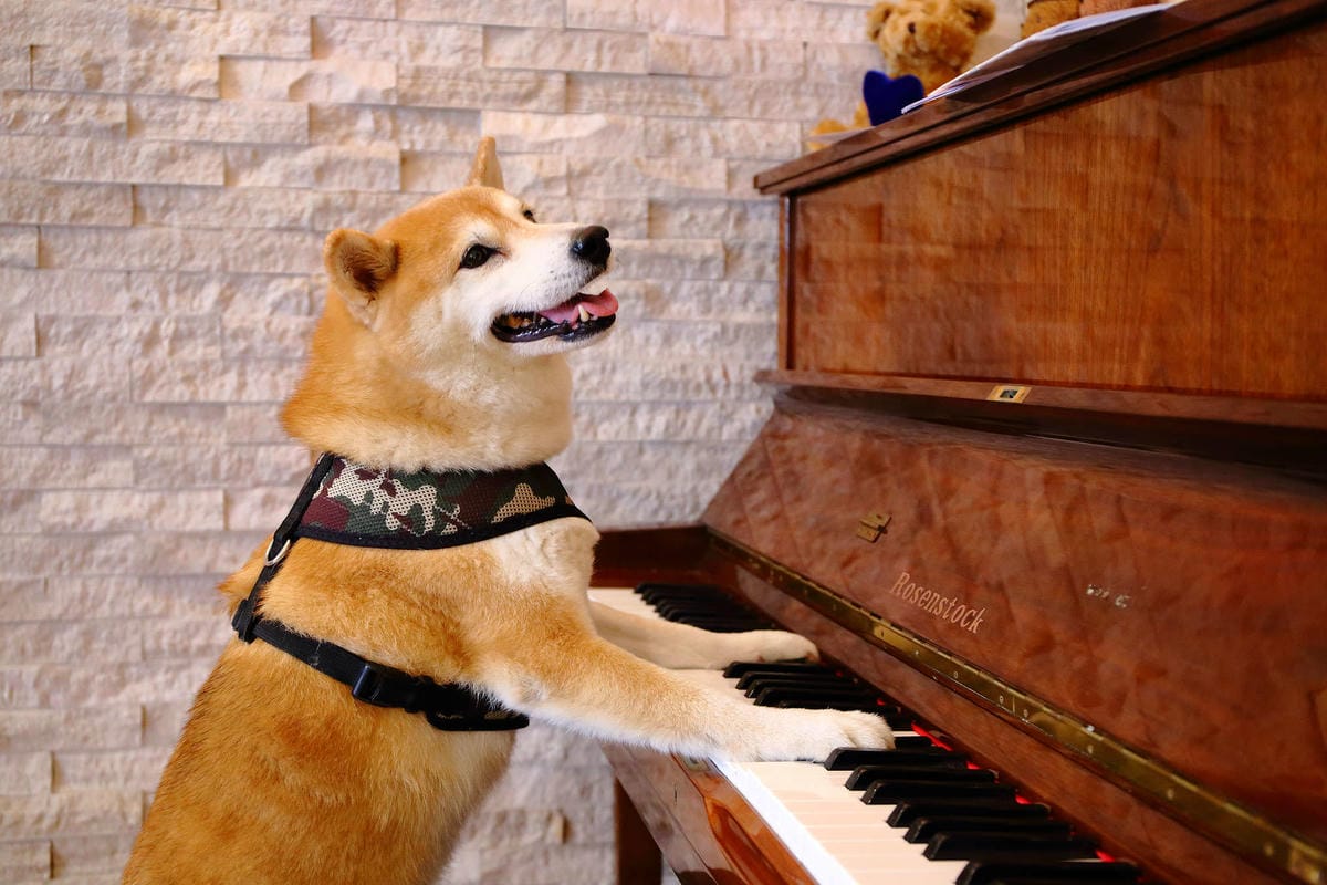 【食。台北】Style Steak 世代歐陸牛排西餐廳〜帶著你的寶貝毛小孩一起吃牛排大餐吧，台北可以帶寵物的西餐廳，還有提供寵物餐點！