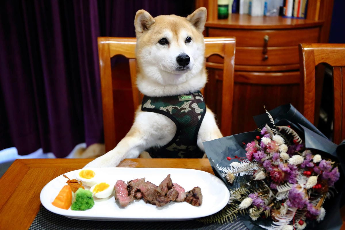 【食。台北】Style Steak 世代歐陸牛排西餐廳〜帶著你的寶貝毛小孩一起吃牛排大餐吧，台北可以帶寵物的西餐廳，還有提供寵物餐點！