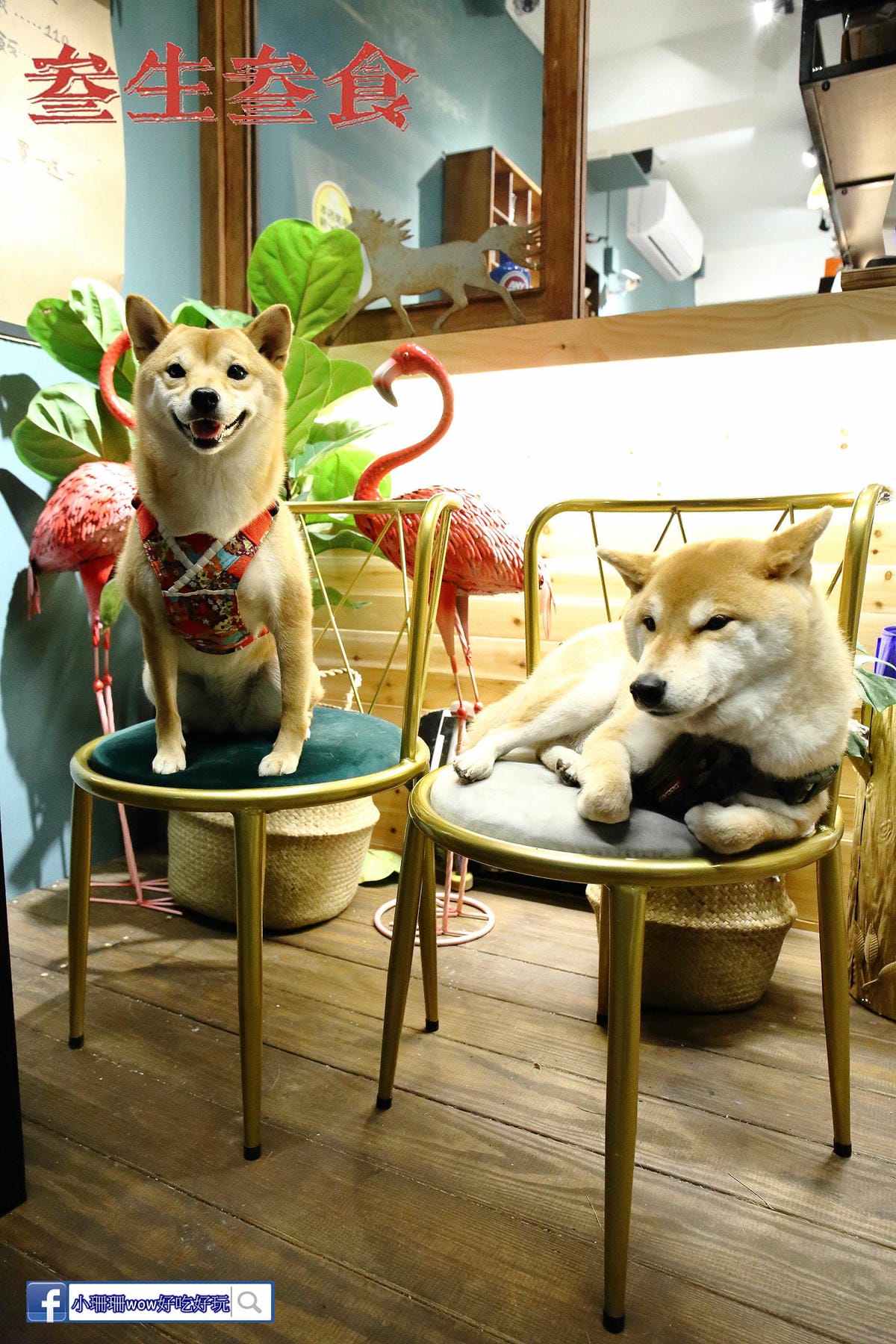 【食。中和】叁生叁食〜四號公園新開店，文青風格的復古小餐館，「萌柴店長」超盡職！(已歇業)