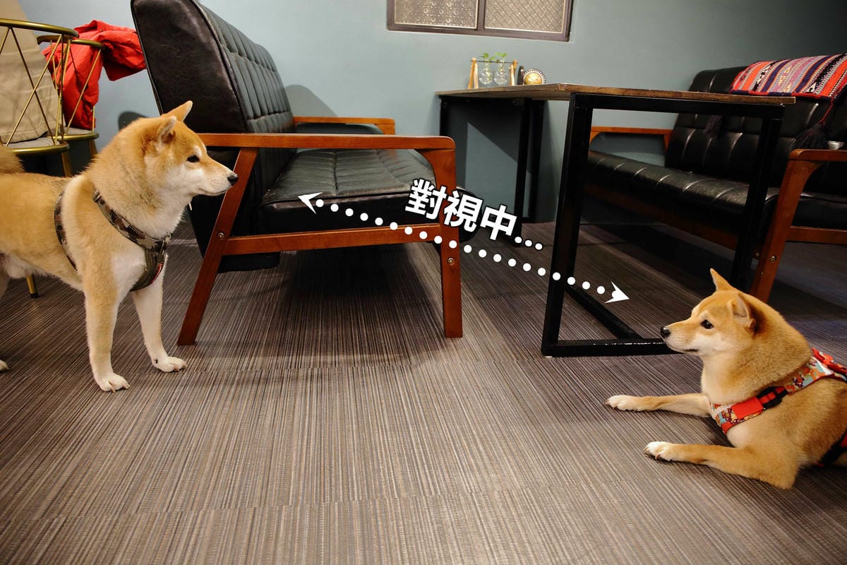 【食。中和】叁生叁食〜四號公園新開店，文青風格的復古小餐館，「萌柴店長」超盡職！(已歇業)