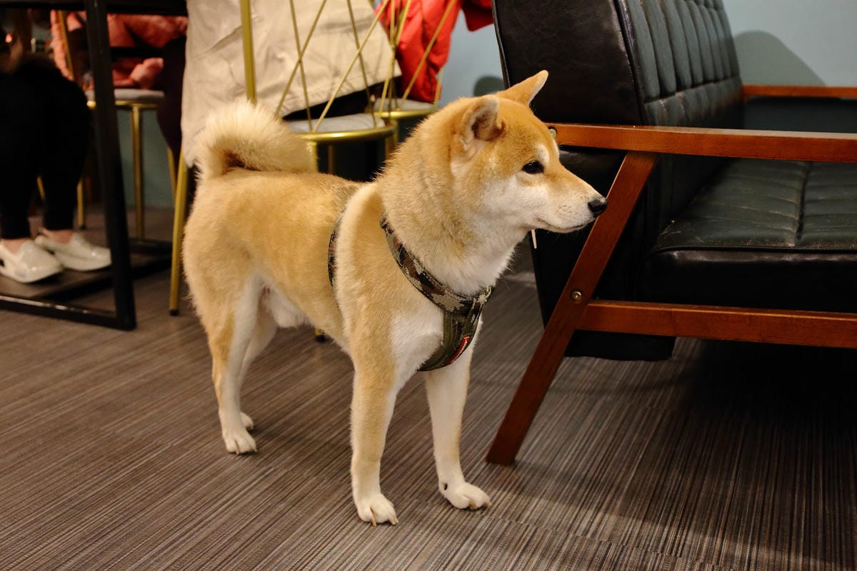 【食。中和】叁生叁食〜四號公園新開店，文青風格的復古小餐館，「萌柴店長」超盡職！(已歇業)