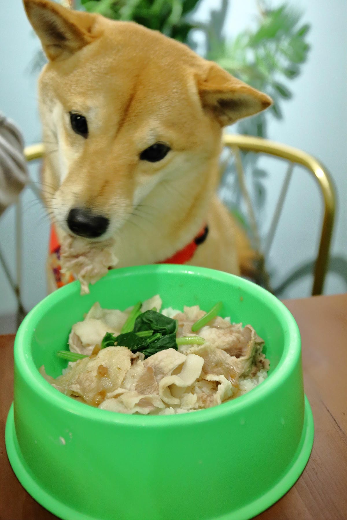 【食。中和】叁生叁食〜四號公園新開店，文青風格的復古小餐館，「萌柴店長」超盡職！(已歇業)