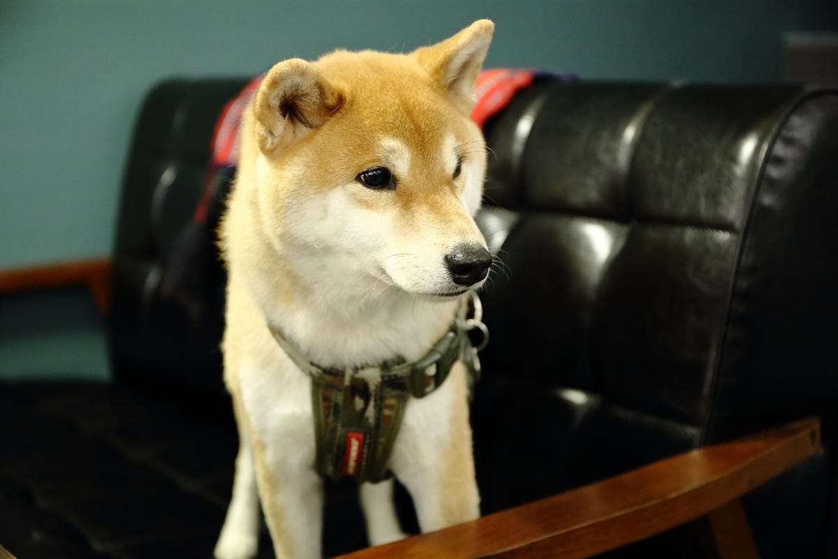 【食。中和】叁生叁食〜四號公園新開店，文青風格的復古小餐館，「萌柴店長」超盡職！(已歇業)
