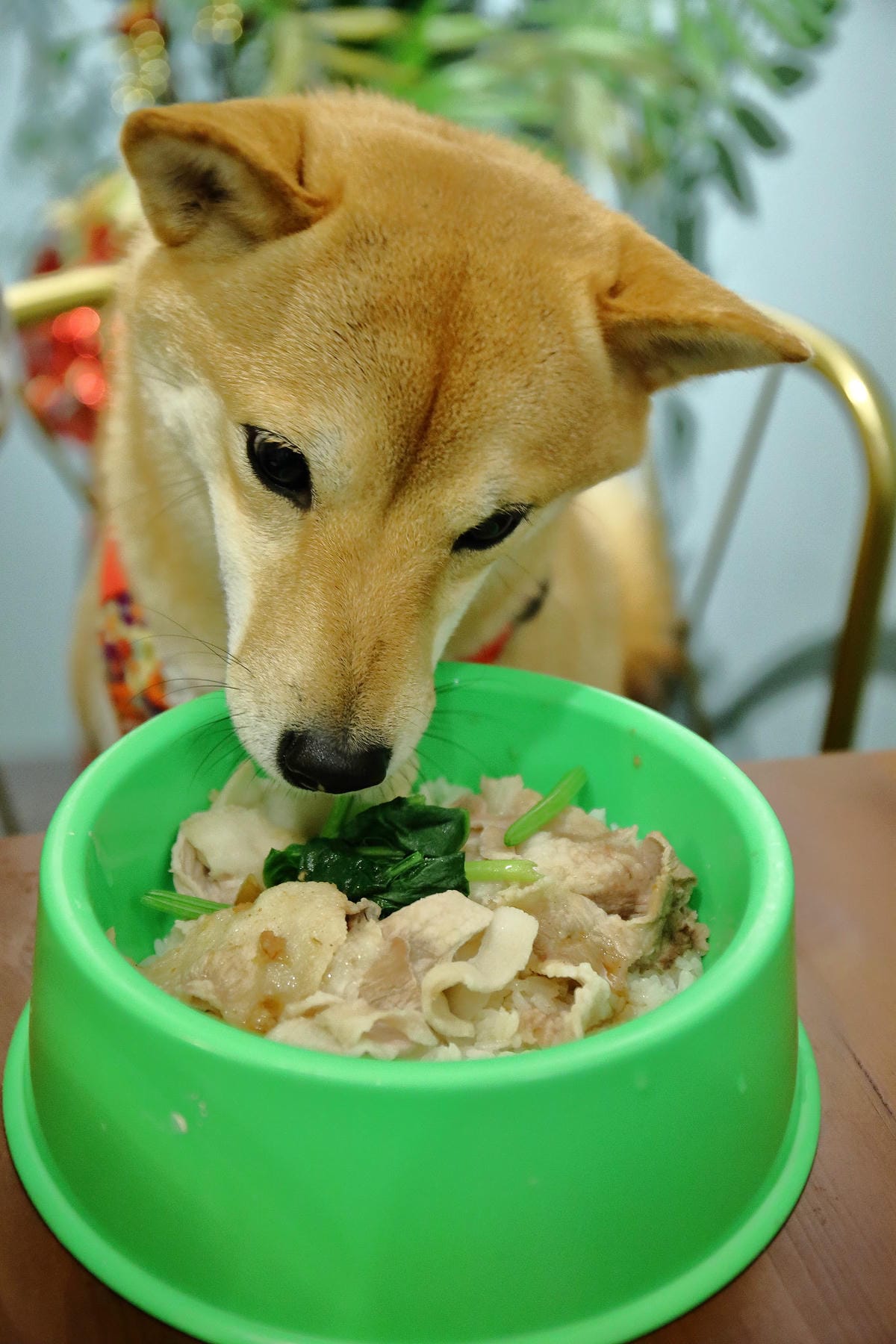 【食。中和】叁生叁食〜四號公園新開店，文青風格的復古小餐館，「萌柴店長」超盡職！(已歇業)