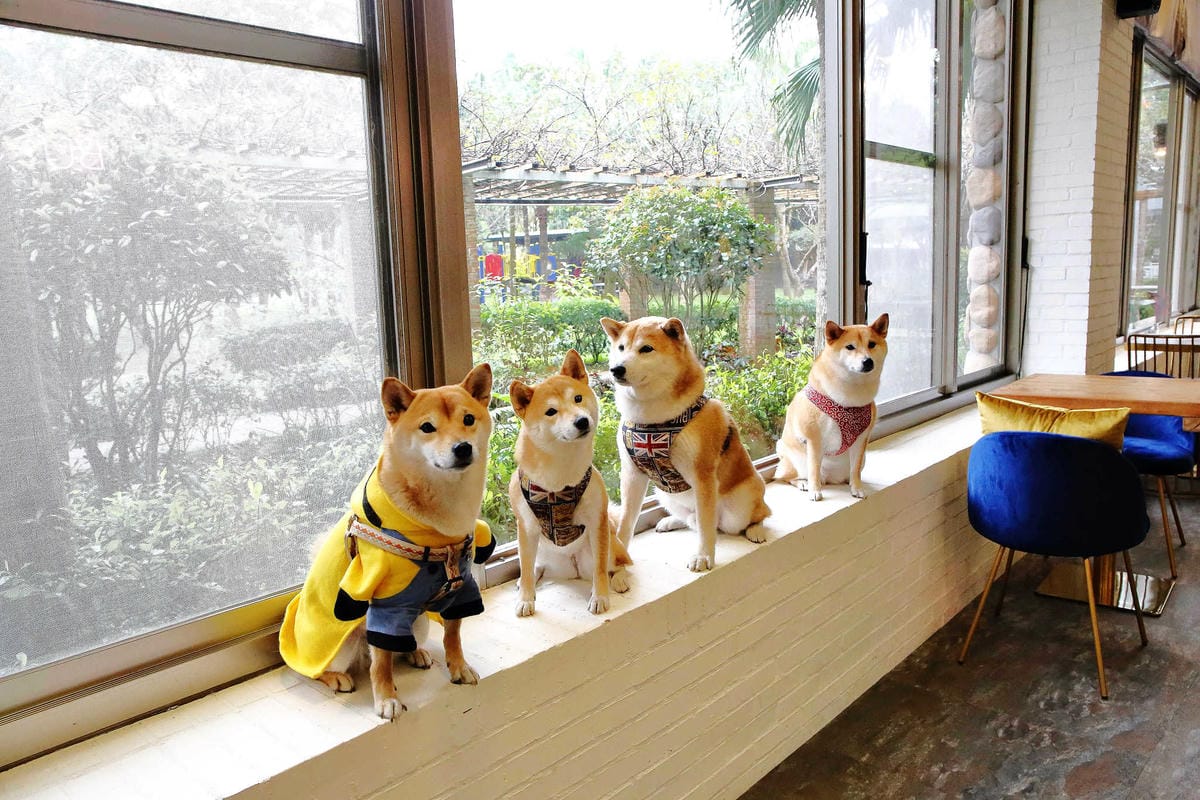【食。龍潭】丑貳〜桃園景觀庭園親子餐廳。超大草皮玻璃屋×溜滑梯，綠色植栽讓你彷彿在小森林裡用餐！（寵物友善）
