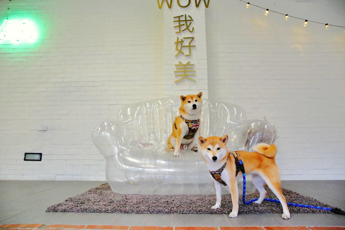 【食。龍潭】丑貳〜桃園景觀庭園親子餐廳。超大草皮玻璃屋×溜滑梯，綠色植栽讓你彷彿在小森林裡用餐！（寵物友善）