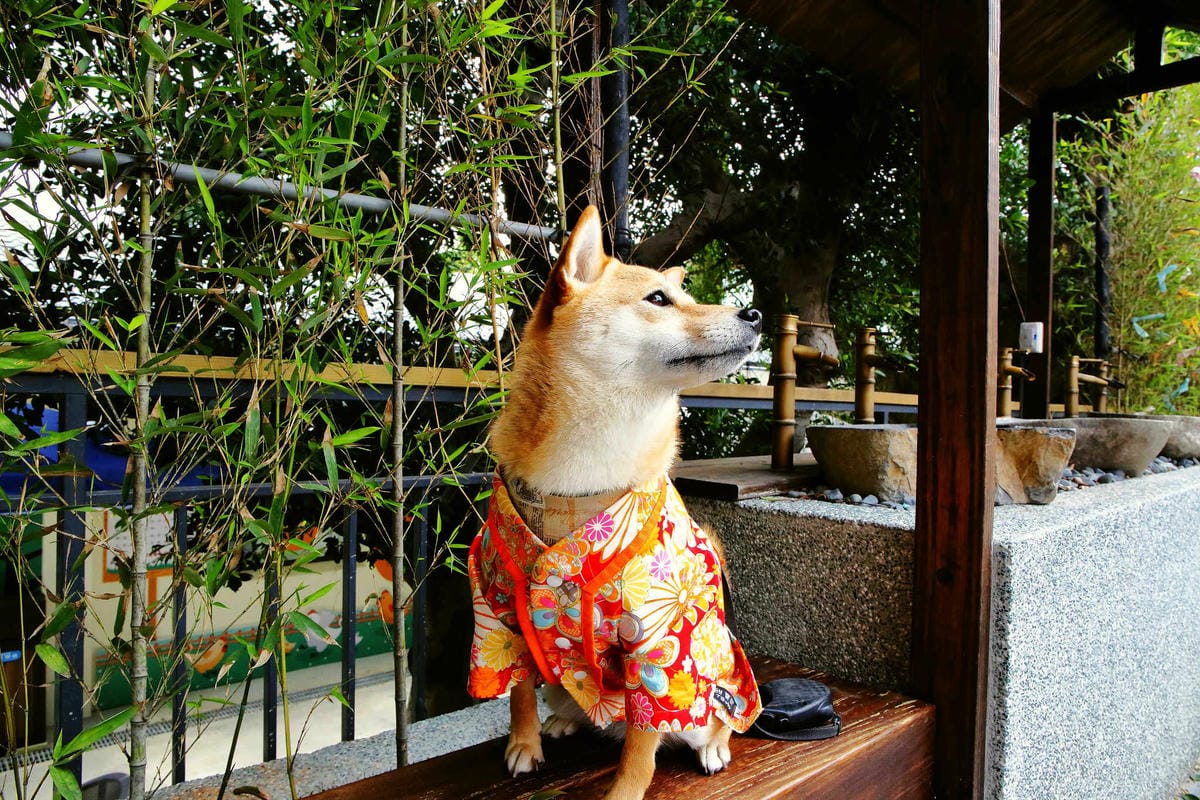 【遊。桃園平鎮】蛋寶生技不老村〜桃園新景點！雞蛋主題觀光工廠，台版伏見稻荷大社，浴衣體驗一起穿梭千本鳥居吧！(已歇業)