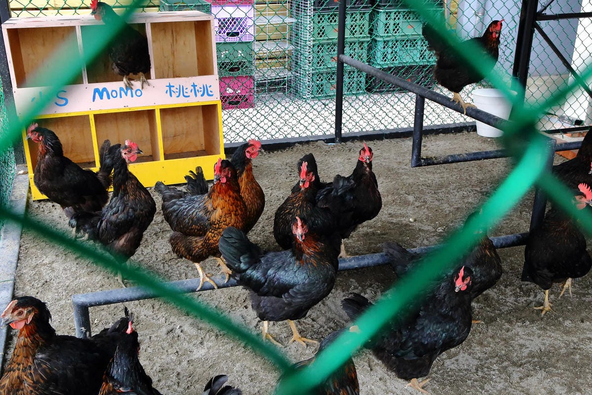 【遊。桃園平鎮】蛋寶生技不老村〜桃園新景點！雞蛋主題觀光工廠，台版伏見稻荷大社，浴衣體驗一起穿梭千本鳥居吧！(已歇業)