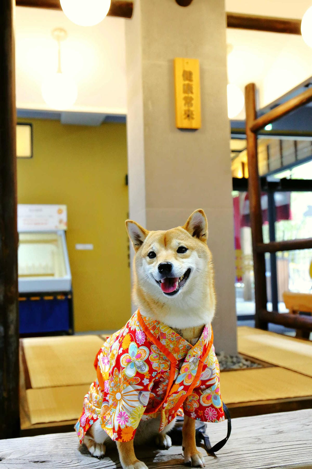 【遊。桃園平鎮】蛋寶生技不老村〜桃園新景點！雞蛋主題觀光工廠，台版伏見稻荷大社，浴衣體驗一起穿梭千本鳥居吧！(已歇業)