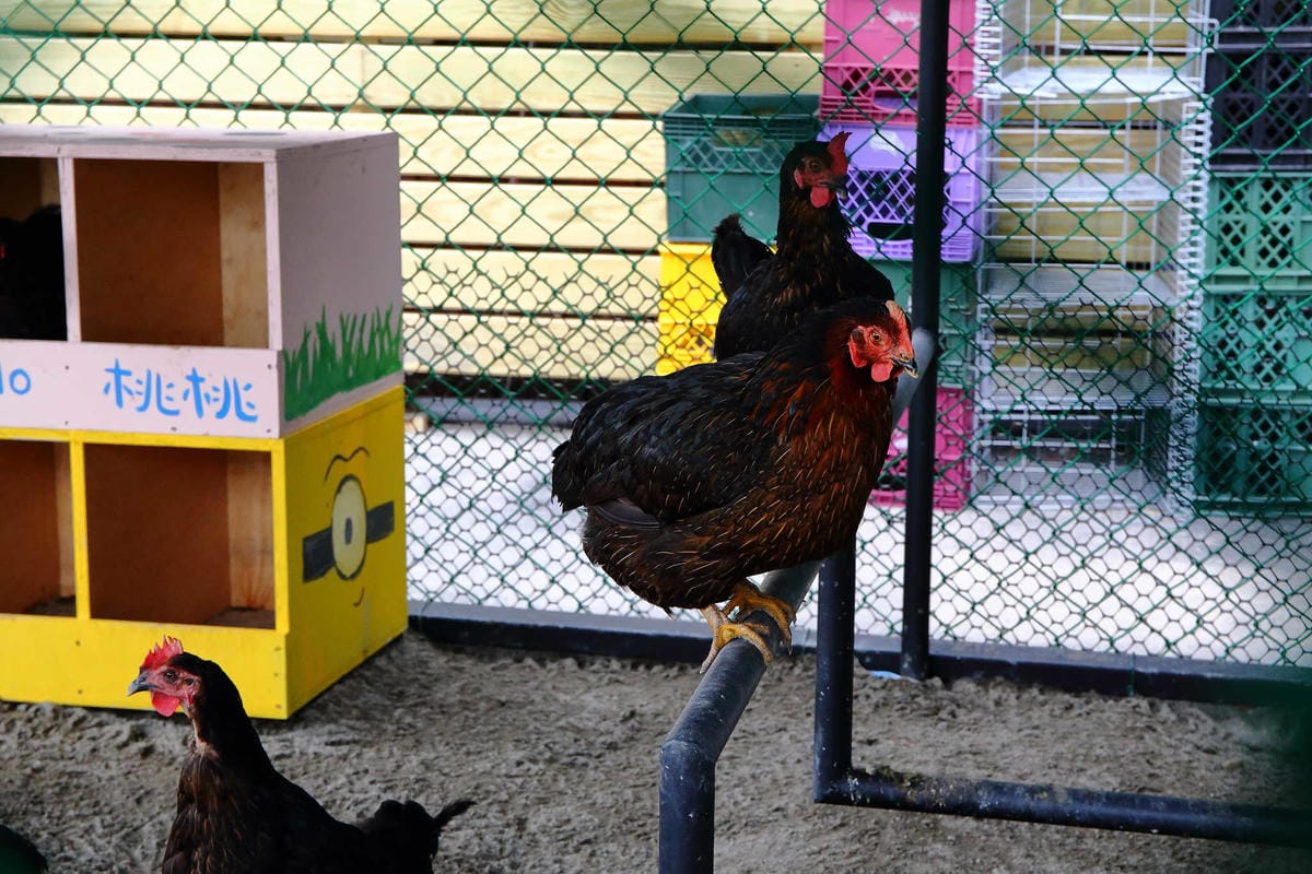 【遊。桃園平鎮】蛋寶生技不老村〜桃園新景點！雞蛋主題觀光工廠，台版伏見稻荷大社，浴衣體驗一起穿梭千本鳥居吧！(已歇業)