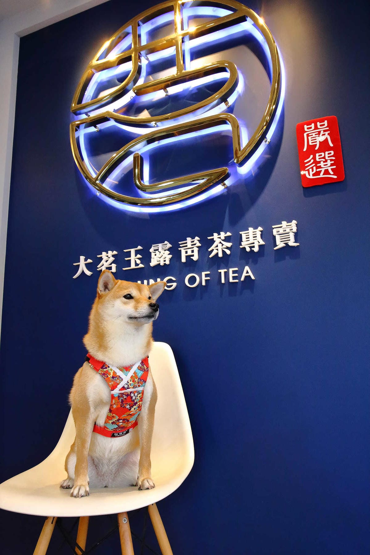 【食。八德】大茗玉露青茶專賣店 _八德廣豐店〜用最親民的價錢品嚐到會回甘的好茶，一杯好茶25元起！