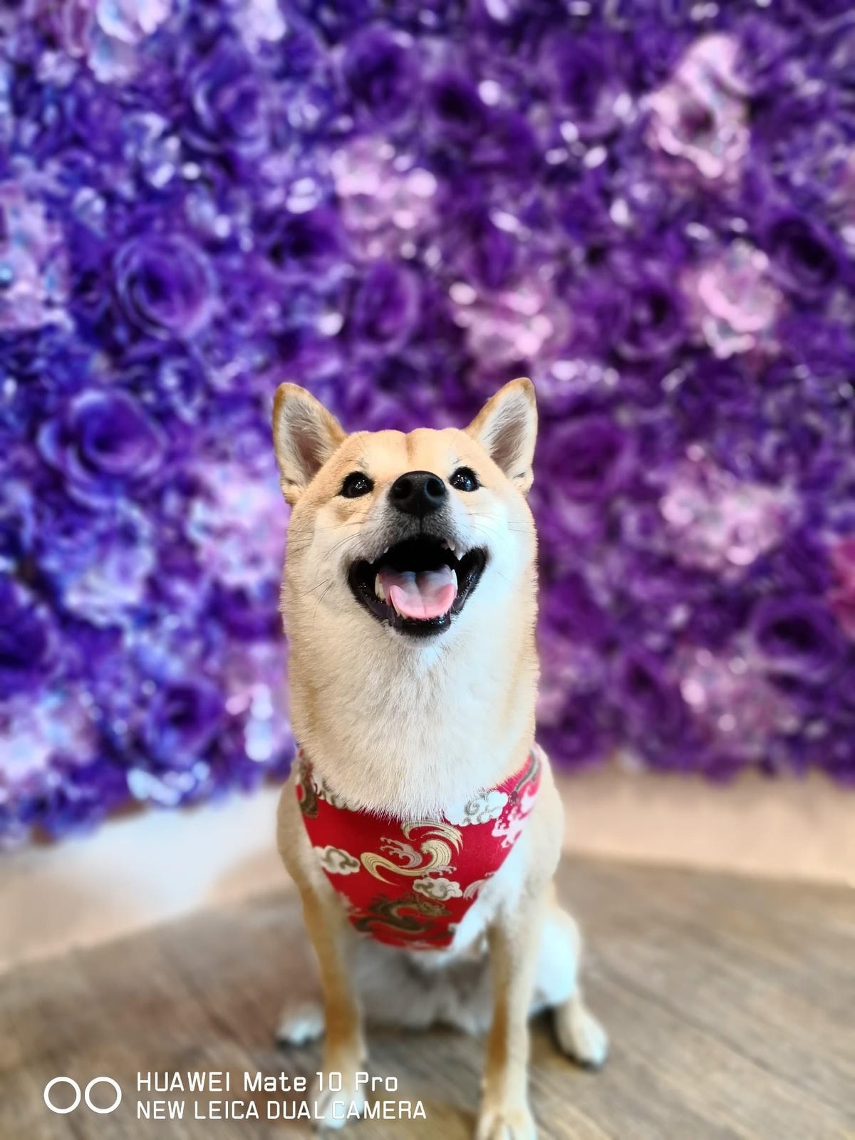 【寵物保險】Care Line英國凱萊寵物險〜寵物險初登場!愛牠就是讓我們彼此陪伴一輩子,用保險照顧一家大小的幸福〜