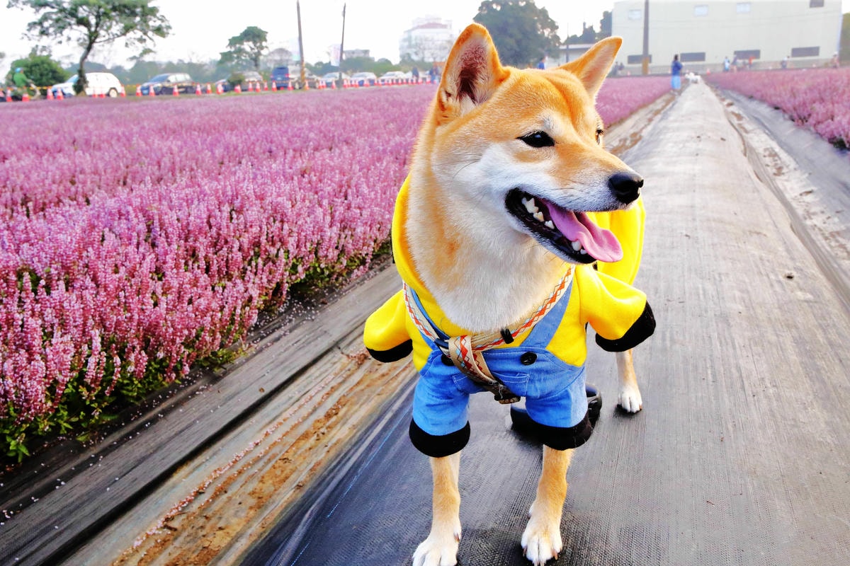 【寵物保險】Care Line英國凱萊寵物險〜寵物險初登場!愛牠就是讓我們彼此陪伴一輩子,用保險照顧一家大小的幸福〜