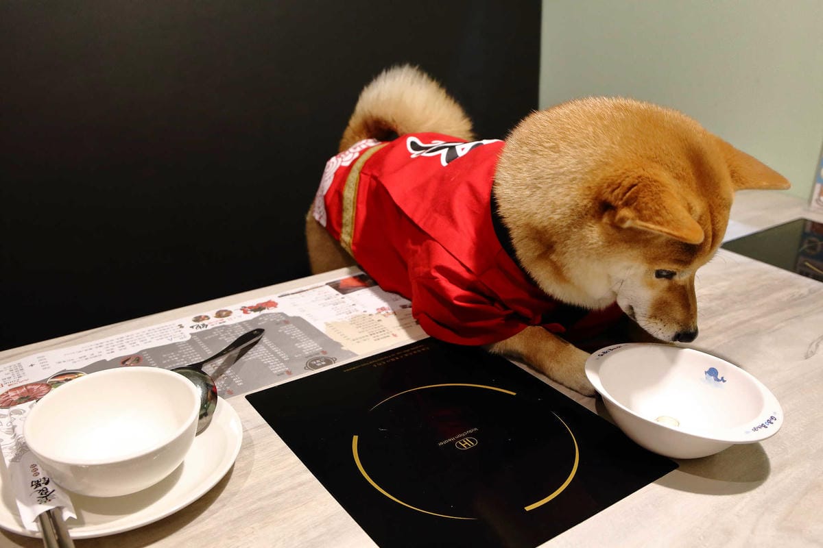 【食。龍潭】養鍋 Yang Guo 石頭涮涮鍋 桃園龍潭店〜逢甲商圈人氣小火鍋插旗桃園！大份量海陸鍋+大肉哥最低59元加倍肉量，俗擱大碗！（寵物友善）