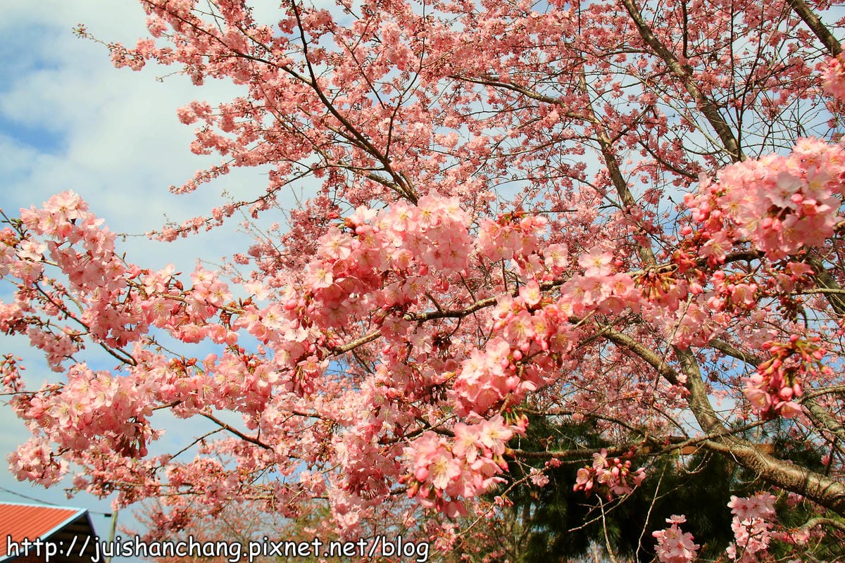 【遊。桃園】中巴陵。櫻木花道VS拉拉山。恩愛農場～迷你隱藏版武陵農場滴家啦！