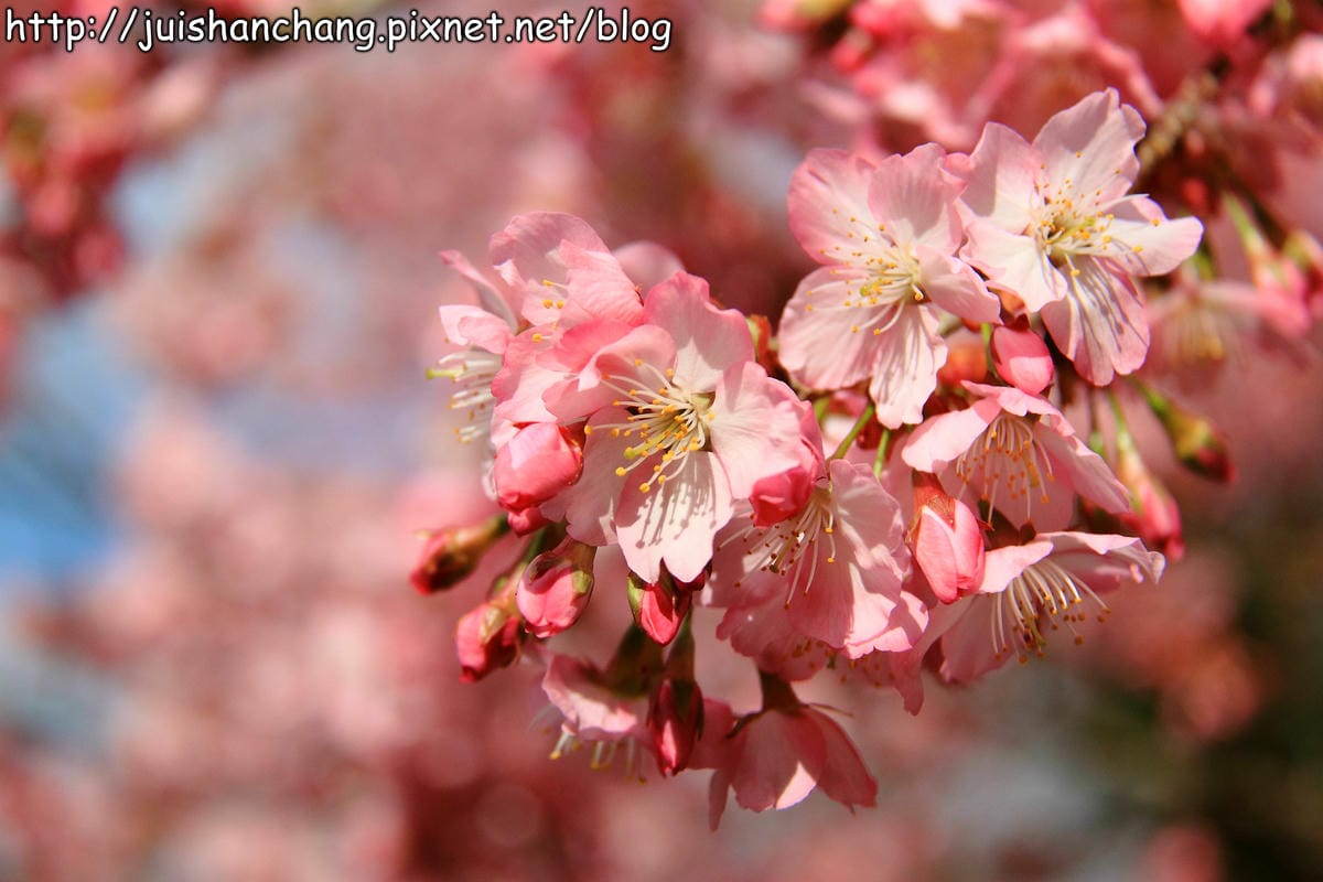 【遊。桃園】中巴陵。櫻木花道VS拉拉山。恩愛農場～迷你隱藏版武陵農場滴家啦！