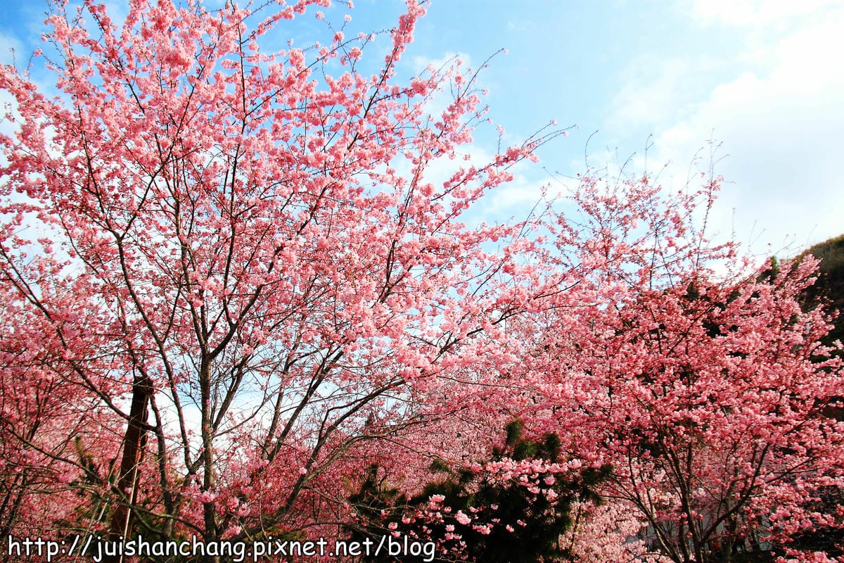 【遊。桃園】中巴陵。櫻木花道VS拉拉山。恩愛農場～迷你隱藏版武陵農場滴家啦！