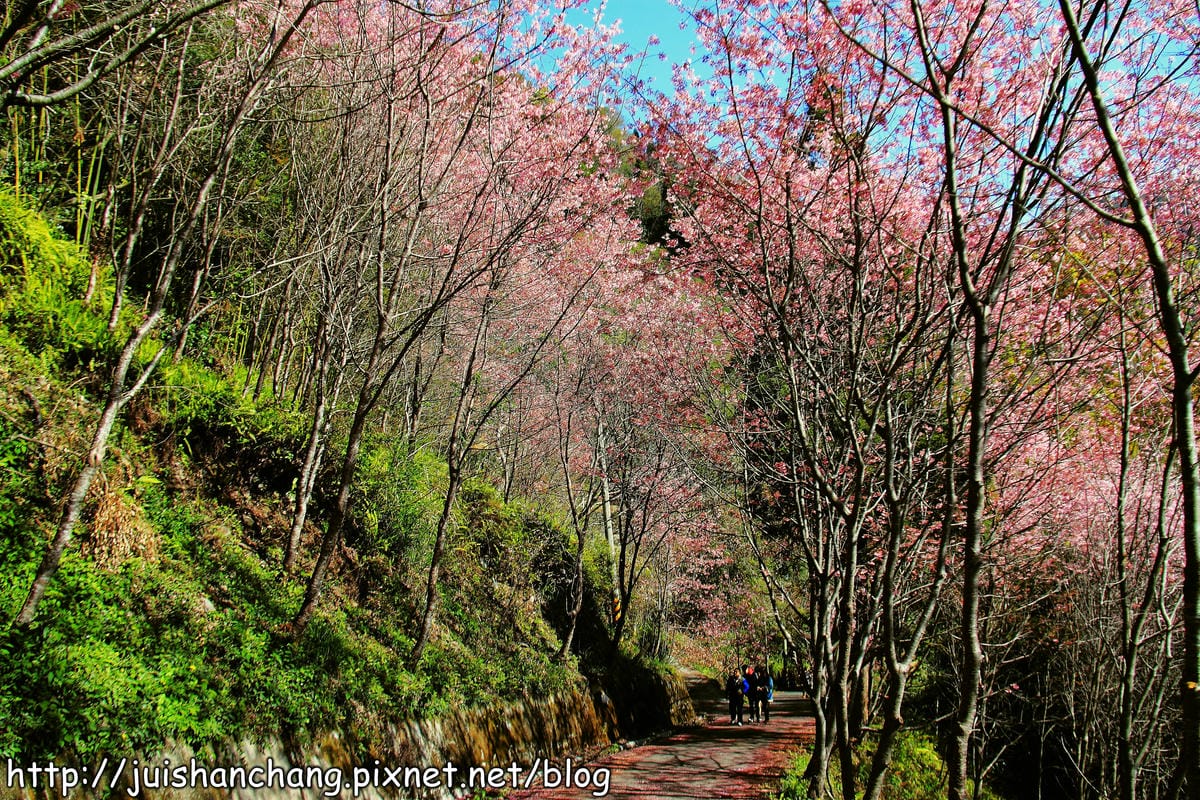 【遊。桃園】中巴陵。櫻木花道VS拉拉山。恩愛農場～迷你隱藏版武陵農場滴家啦！