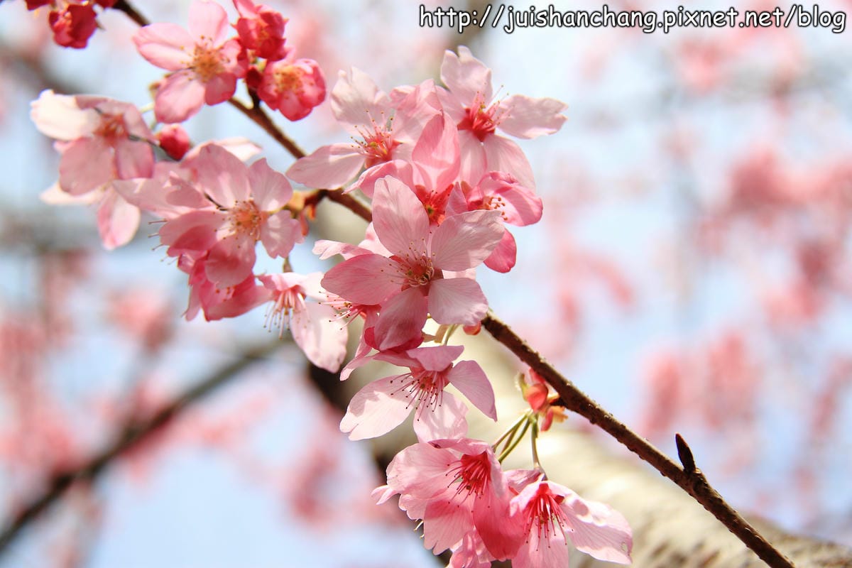 【遊。桃園】中巴陵。櫻木花道VS拉拉山。恩愛農場～迷你隱藏版武陵農場滴家啦！