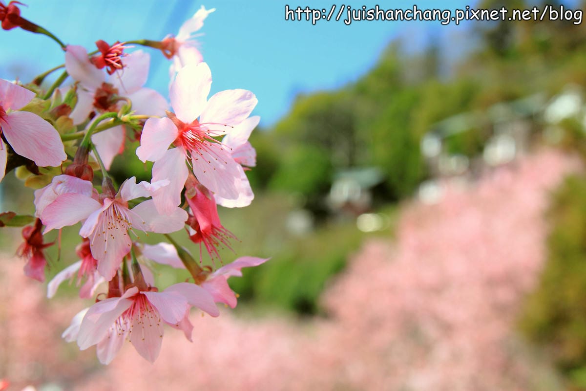 【遊。桃園】中巴陵。櫻木花道VS拉拉山。恩愛農場～迷你隱藏版武陵農場滴家啦！