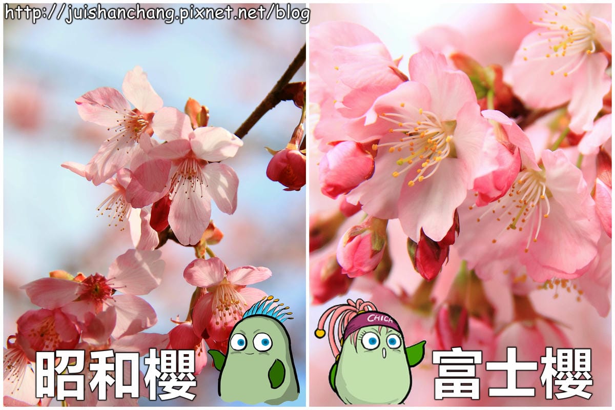 【遊。桃園】中巴陵。櫻木花道VS拉拉山。恩愛農場～迷你隱藏版武陵農場滴家啦！