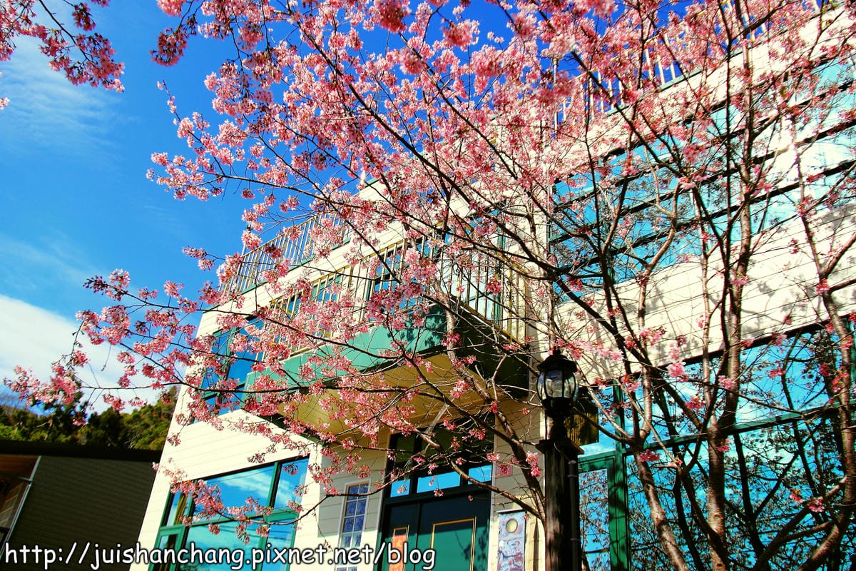 【遊。桃園】中巴陵。櫻木花道VS拉拉山。恩愛農場～迷你隱藏版武陵農場滴家啦！